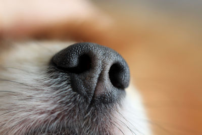 Close-up of dog nose