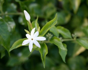 Close-up of white flowers