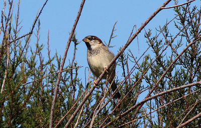 Low angle view of bird perching on tree against clear sky