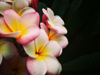 Close-up of frangipani on plant