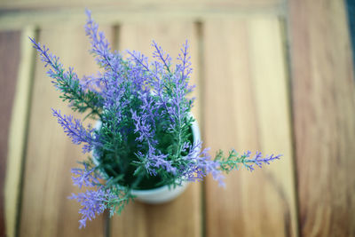 Close-up of purple flowering plant