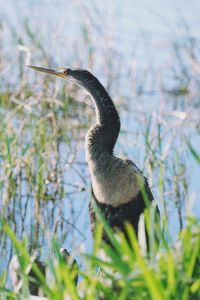 View of a bird against blurred background