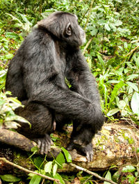 Close-up of monkey sitting outdoors