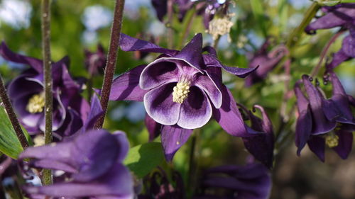 Close-up of purple flowers