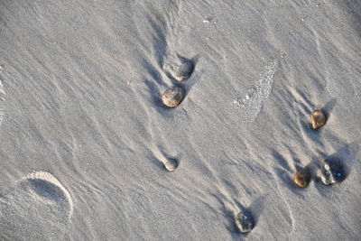 High angle view of crab on sand