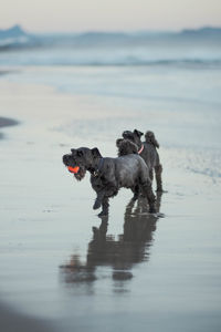 Dog standing on beach