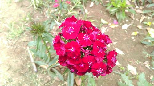 Close-up of red flowers blooming outdoors