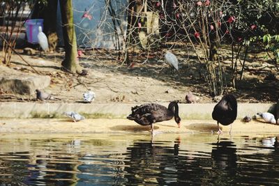 Birds perching on a lake