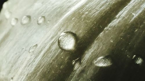 Close-up of water drops on leaf