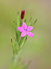 Close-up of pink flowering plant