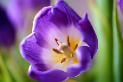 Close-up of purple crocus flower