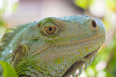 Close-up of green iguana head, natural background