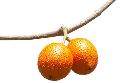 Close-up of orange fruit against white background