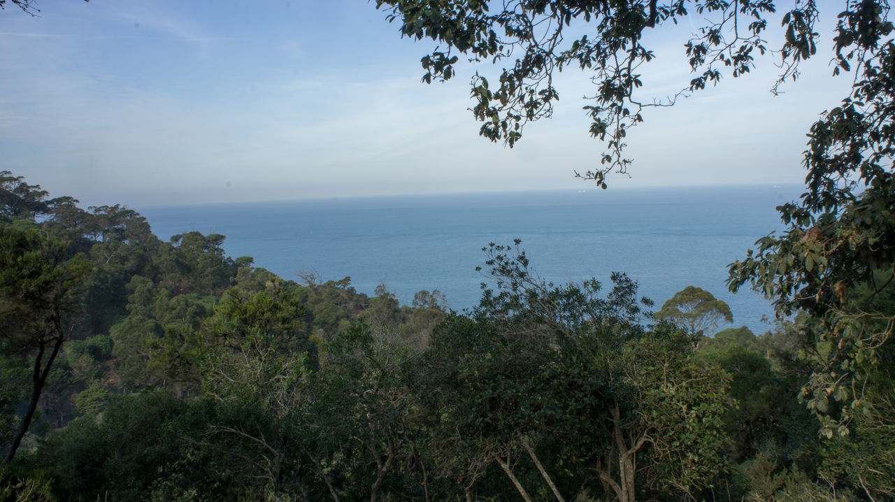 sea, tranquil scene, tree, horizon over water, tranquility, scenics, beauty in nature, sky, water, nature, idyllic, growth, branch, blue, non-urban scene, outdoors, plant, no people, day, cloud