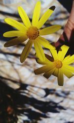 Close-up of yellow flower