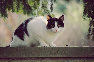 Close-up of cat