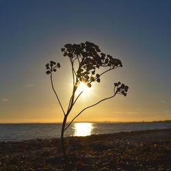 Silhouette tree on beach against sky at sunset