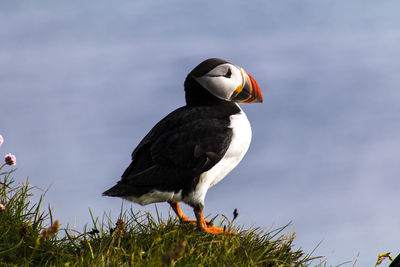 Close-up of bird perching on grass