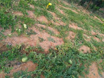 High angle view of plants on land