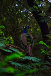 Bird perching on a tree