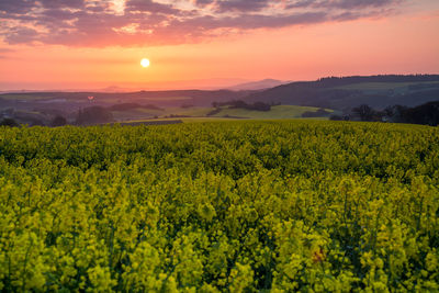 Scenic view of oilseed rape against landscape during sunset