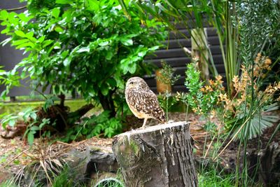 Close-up of bird perching on tree