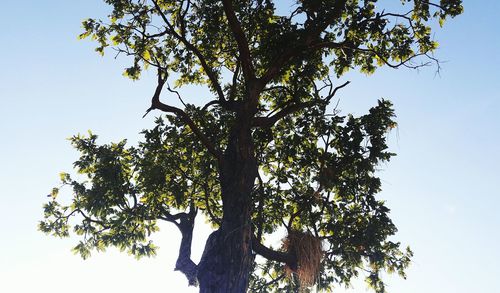 Low angle view of tree against clear sky