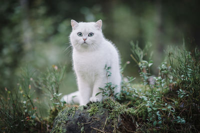 Cat looking away in a field