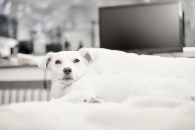 Portrait of dog relaxing on bed at home