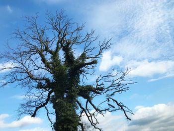 Low angle view of tree against sky