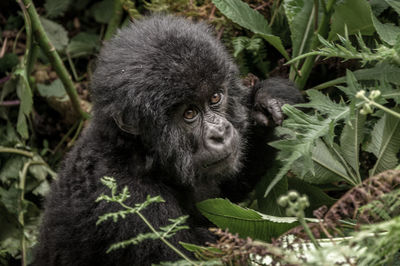 Close-up portrait of a monkey