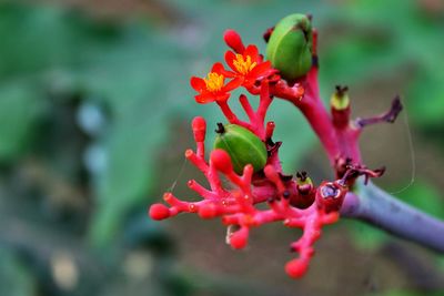 Close-up of red flower