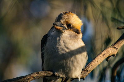 Close-up of owl perching on branch