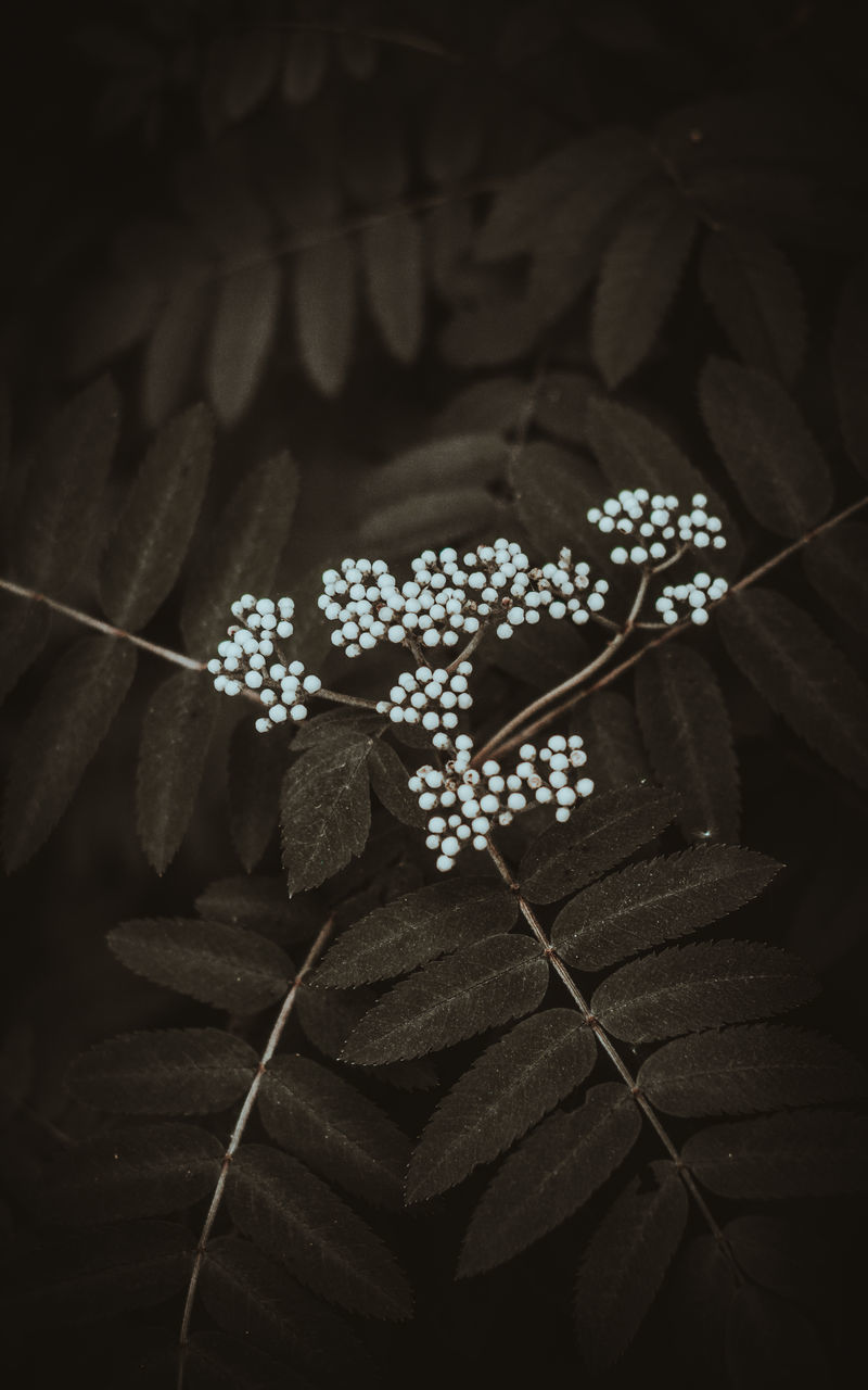 HIGH ANGLE VIEW OF FLOWERING PLANTS