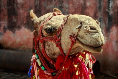 Close-up of camel