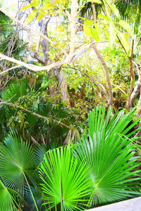 Low angle view of palm trees