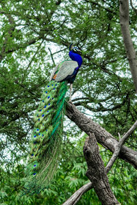 Low angle view of bird perching on tree