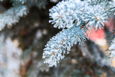 Green spruce branches on a sunny winter day, covered with snow and snowflakes.