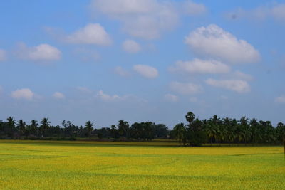 Scenic view of agricultural field against sky