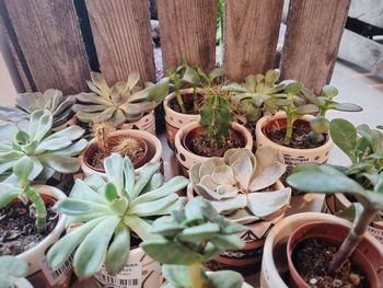 Potted plant on table