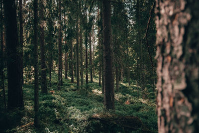 Lost in the swedish forests 
