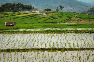 Scenic view of rice field