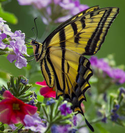 Close-up of butterfly pollinating on purple flower