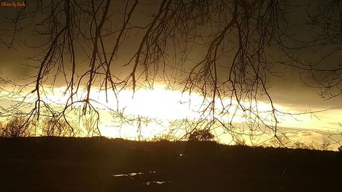 Silhouette of trees at sunset