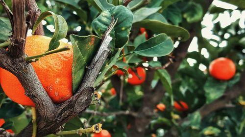 Close-up of fruits on tree