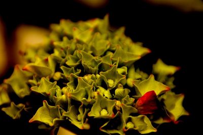 Close-up of yellow flowers