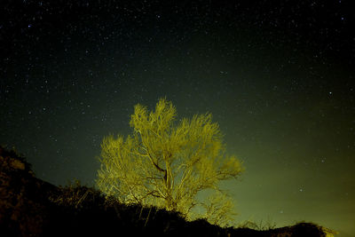 Low angle view of tree against sky at night