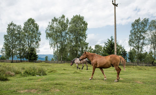 Horse grazing on field against sky