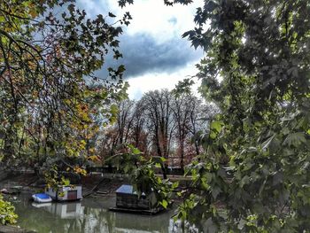 Trees and plants in park against sky