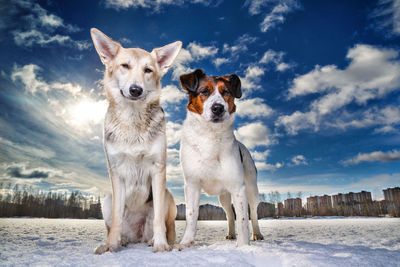 Portrait of dog standing on snow covered landscape